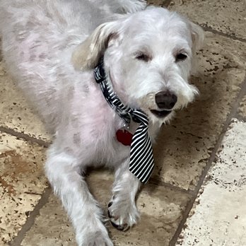 Lone Star Dog Grooming - Waiting for mom to get home so he can showcase the new look. - Pet Groomers Near Me - Schertz, Texas Lone Star Dog Grooming - Waiting for mom to get home so he can showcase the new look. - Pet Groomers Near Me - Schertz, Texas