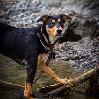 Nevada Humane Society - Animal Shelters Near Me - Reno, Nevada