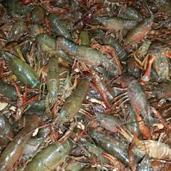 N C Fresh Seafood - Live crawfish