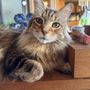 Emma's Cat-Sitting
