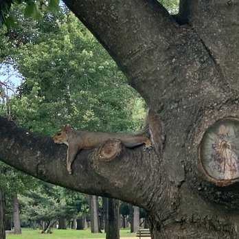 Flushing Meadows Corona Park - Mr. Squirrel just hanging out! - Parks Near Me Flushing Meadows Corona Park - Mr. Squirrel just hanging out! - Parks Near Me