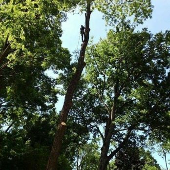 DJs Tree service - Tree Services Near Me - Montgomery, Alabama DJs Tree service - Tree Services Near Me - Montgomery, Alabama