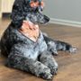 Photo of Dog Wash Cafe Pet Spa