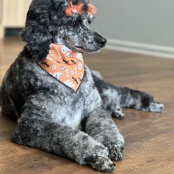 Dog Wash Cafe Pet Spa