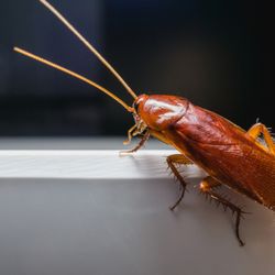 VerdX Pest Control - Roach
