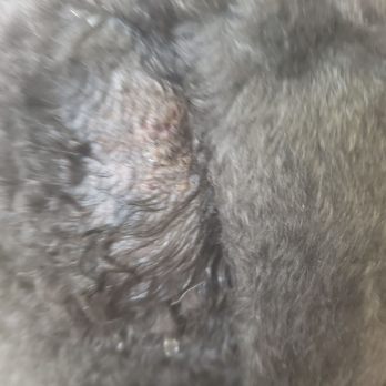 Wet Paws Mobile Grooming - Same as 1st photo - Pet Groomers Near Me Wet Paws Mobile Grooming - Same as 1st photo - Pet Groomers Near Me