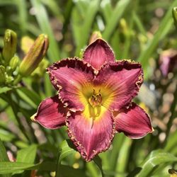 Jungle Paradise Daylilies