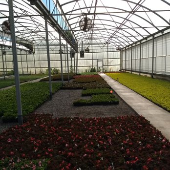 Abbott Creek Nursery - Begonias, (for sun and shade), and other varieties. We purchased a flat of 18 sun loving at an awesome price. - Nurseries & Gardening Near Me - Dawsonville, Georgia Abbott Creek Nursery - Begonias, (for sun and shade), and other varieties. We purchased a flat of 18 sun loving at an awesome price. - Nurseries & Gardening Near Me - Dawsonville, Georgia