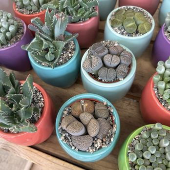 Trader Joe's - Fun plants! - Grocery Near Me - Nichols Hills, Oklahoma Trader Joe's - Fun plants! - Grocery Near Me - Nichols Hills, Oklahoma
