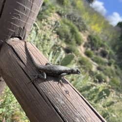 Steep Canyon Trailhead - Lizard