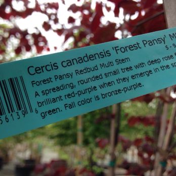 Devil Mountain Wholesale Nursery - San Ramon - Remember to take pictures of the Tree Name Tags : they give all sorts of useful info - Nurseries & Gardening Near Me - San Ramon, California Devil Mountain Wholesale Nursery - San Ramon - Remember to take pictures of the Tree Name Tags : they give all sorts of useful info - Nurseries & Gardening Near Me - San Ramon, California