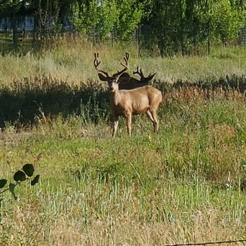 Apple Orchard Inn - Saw these beauties from our back patio! - Bed & Breakfast Near Me - Durango, Colorado