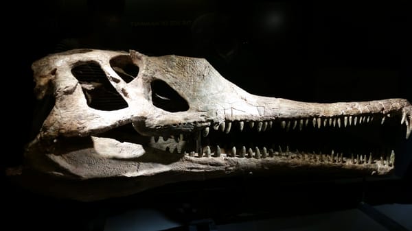 Sam Noble Oklahoma Museum of Natural History by null