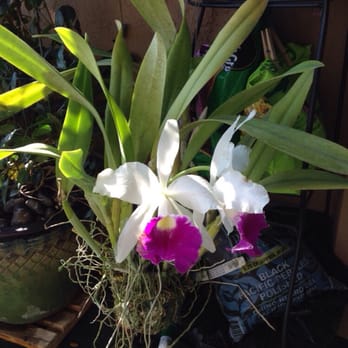 RF Orchids - Another purchase enjoying new home - Nurseries & Gardening Near Me - Homestead, Florida RF Orchids - Another purchase enjoying new home - Nurseries & Gardening Near Me - Homestead, Florida