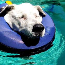 AquaDog Canine Swim Therapy - Caleb!
