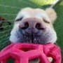 Photo of Oxford Animal Hospital, A Thrive Pet Healthcare Partner