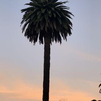 Zinz Wine Bar - a palm tree in the foreground - Wine Bars Near Me - Corte Madera, California