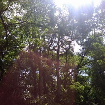 Ben's Tree Service - Tree Services Near Me