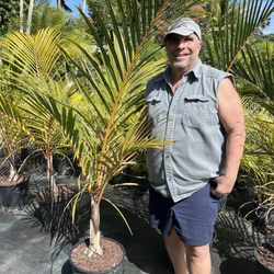 Aguazul Nursery - Taking this beautiful palm home