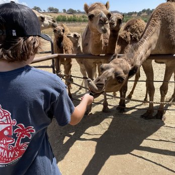 Oasis Camel Dairy - Feed the big guy or gal - Attraction Farms Near Me - Ramona, California Oasis Camel Dairy - Feed the big guy or gal - Attraction Farms Near Me - Ramona, California