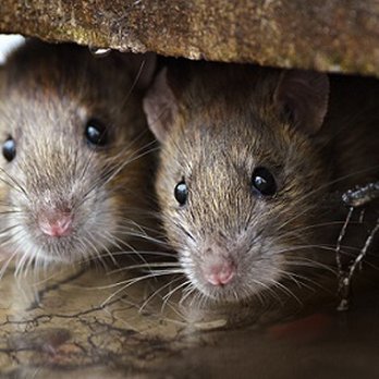 Plateau Pest Control - Pest Control Near Me - Crossville, Tennessee Plateau Pest Control - Pest Control Near Me - Crossville, Tennessee