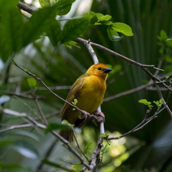 Gorilla Falls Exploration Trail - Taveta golden weaver - Amusement Parks Near Me - Lake Buena Vista, Florida