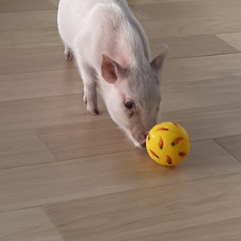 Pixie Pigs - Pet Services Near Me