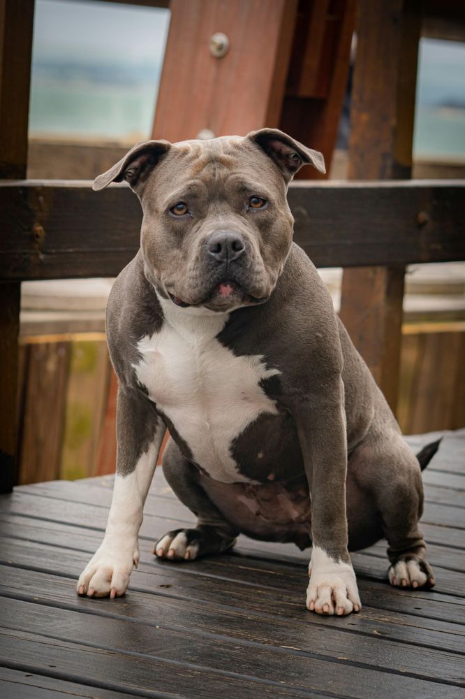 Iron Paw Dog Training - pet boarding facility in San Diego, CA