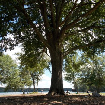 Drake Field - Beautiful Oak Tree - Dog Parks Near Me - Peachtree City, Georgia Drake Field - Beautiful Oak Tree - Dog Parks Near Me - Peachtree City, Georgia