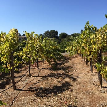 MoniClaire Vineyards - Vineyard - Wineries Near Me - Healdsburg, California MoniClaire Vineyards - Vineyard - Wineries Near Me - Healdsburg, California