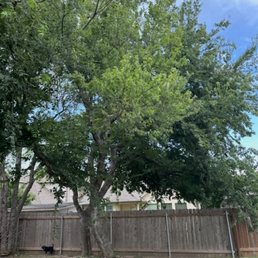 Overgrown tree in neighbors backyard