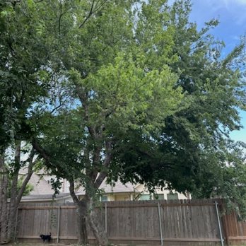 Austin Tree Patrol Services - Overgrown tree in neighbors backyard - Tree Services Near Me - Austin, Texas