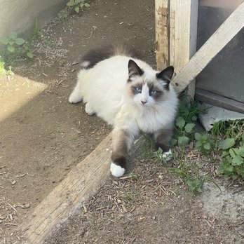 Rosales Nursery - Friendly Kitten - Nurseries & Gardening Near Me - Long Beach, California Rosales Nursery - Friendly Kitten - Nurseries & Gardening Near Me - Long Beach, California