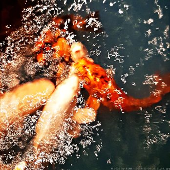 Royal Gourmet - Schlacht im Koi-Teich (01/2020) - Chinese Near Me - Berlin, BE