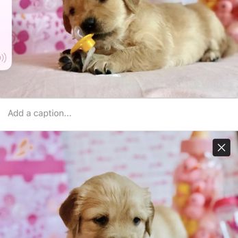 Vail Ranch Goldens - Here's one of our past Litters we did the cutest photo shoot - Pet Breeders Near Me Vail Ranch Goldens - Here's one of our past Litters we did the cutest photo shoot - Pet Breeders Near Me