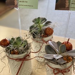The Flower Pot - Cute Succulent dressed up for spring