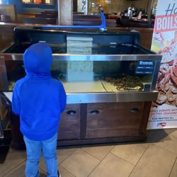 Red Lobster - Live Lobster