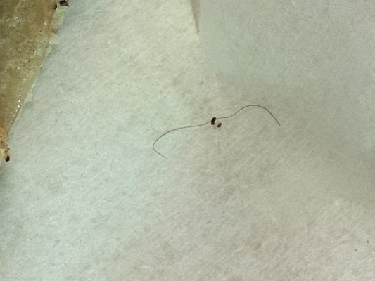 Blondies Bagels & Cafe by null