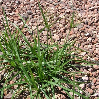 Snyder's Weed Control - Pest Control Near Me - Glendale, Arizona Snyder's Weed Control - Pest Control Near Me - Glendale, Arizona