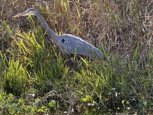 Okefenokee Swamp Park by null