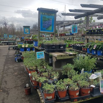 Wayside Garden Center - So much catmint! - Nurseries & Gardening Near Me - Macedon, New York Wayside Garden Center - So much catmint! - Nurseries & Gardening Near Me - Macedon, New York