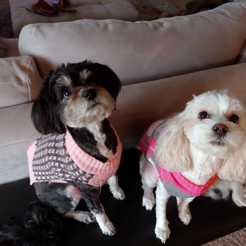Doggie's Day Out - Dolce & Gabbana - Pet Groomers Near Me - Tulsa, Oklahoma