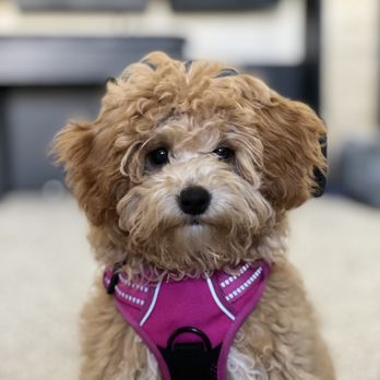 Expert Pet - Before puppy cut - Pet Stores Near Me - San Francisco, California