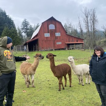 Aragon Alpacas - Family and Alpacas - A man and a woman are standing outdoors on a farm, engaging with alpacas. The man is feeding an alpaca, while the woman smiles nearby. The farm features a large, red barn with multiple windows and a sloped roof, surrounded by a grassy area and trees. The sky is overcast, and other alpacas are visible in the background. - Pet Services Near Me - Eugene, Oregon