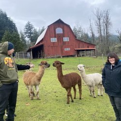 Aragon Alpacas