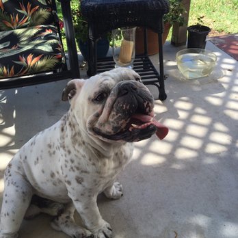 Nado Pet Care - Pet Sitting Near Me - Coronado, California Nado Pet Care - Pet Sitting Near Me - Coronado, California