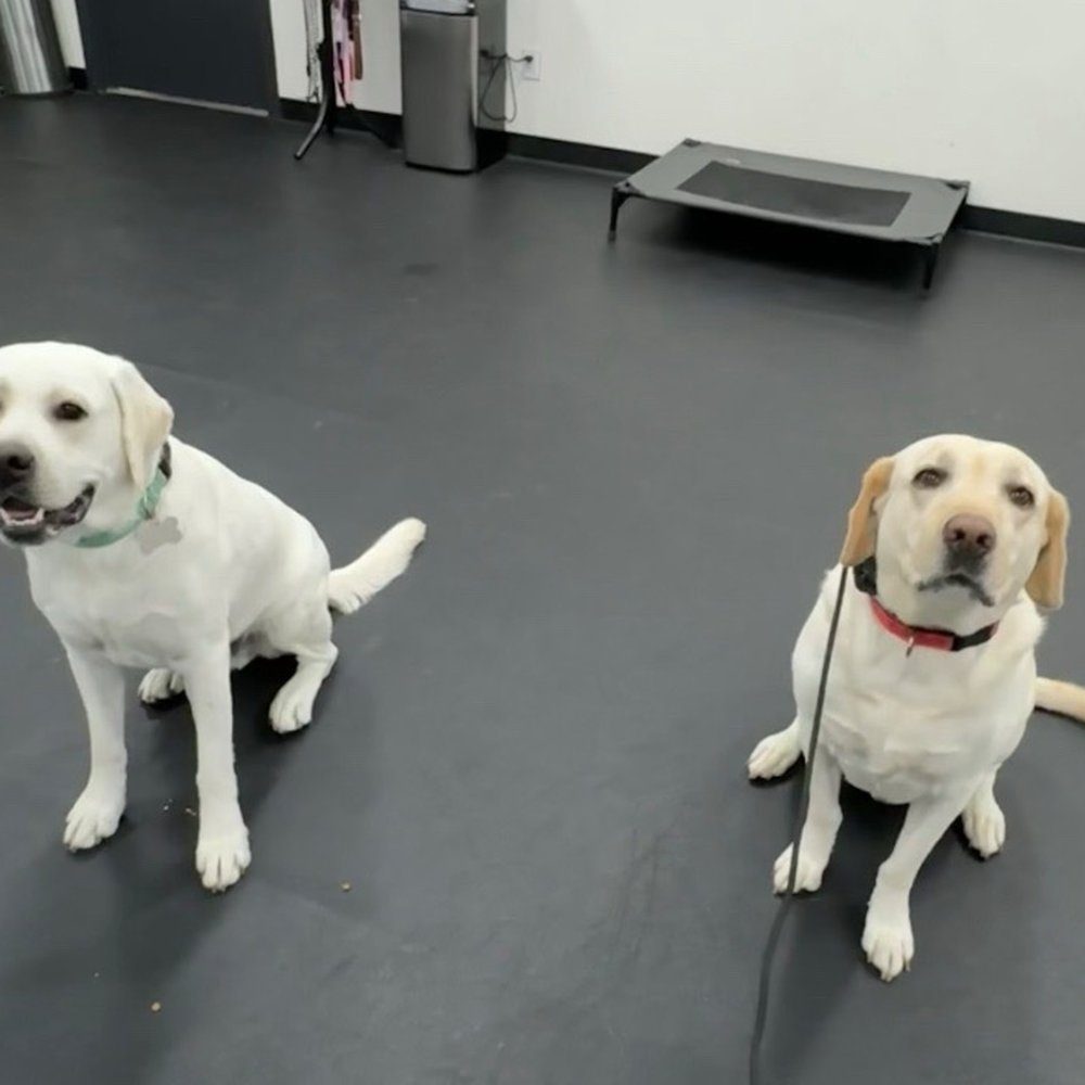CANIS - Behavior and Training - Pet Training Near Me - Tarzana, California