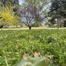 Tattnall Square Park