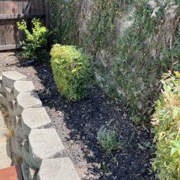 Removed dead tree, planted lime tree Removed dead tree, planted lime tree