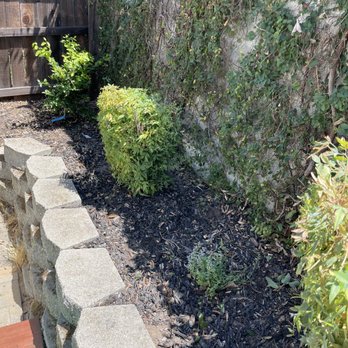 Mendoza Landscaping - Removed dead tree, planted lime tree - Landscaping Near Me Mendoza Landscaping - Removed dead tree, planted lime tree - Landscaping Near Me